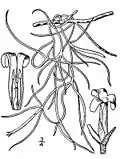 Illustration: Habitus und Blüte.