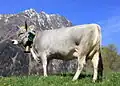 Tiroler Grauvieh, Kuh