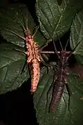 Verschiedenfarbige Weibchen des Zuchtstammes aus Cagayan
