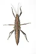 Weibchen von dorsal