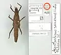 Weiblicher Holotypus von Tisamenus ranarius aus dem Natural History Museum