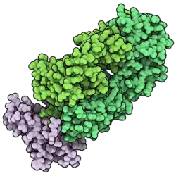 Tislelizumab
