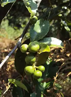 Toddalia asiatica