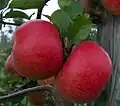 Topaz am Baum