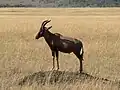 Topi-Leierantilope