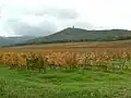 Castello di Donoratico