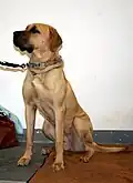 Tosa Inu