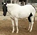 Tobiano