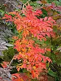 Herbstfärbung