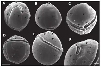 C. tropicalis (Stamm LM-141)[T]