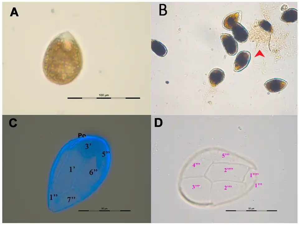 Vegetative Zellen von O. sp. 9 OSCM17, LM%-Aufnahmen (A,B) und Schemazeichnungen[20]