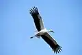 Schwarzschnabelstorch im Flug