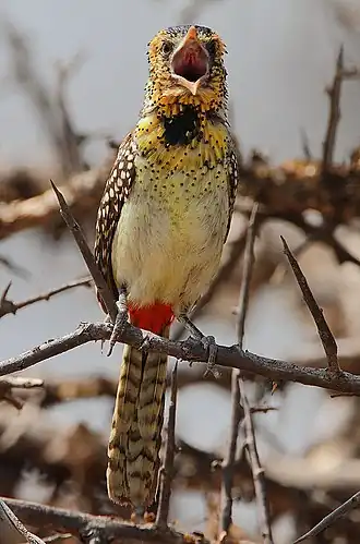 Ohrfleck-Bartvogel