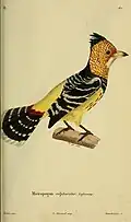 Haubenbartvogel (Trachyphonus vaillantii) gemalt von Jean-Gabriel Prêtre, Gravur Annedouche
