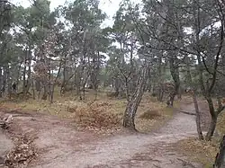 Dadia-Lefkimi-Soufli Nationalpark