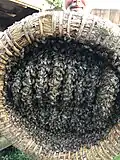 Lüneburger Stülper mit Bienen