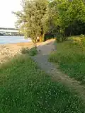 Rampe des ehemaligen Eisenbahntrajektes Bonn, linksrheinisch, bei Niedrigwasser