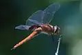 Tramea abdominalis