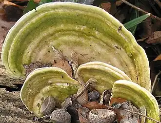 Buckel-Tramete Trametes gibbosa