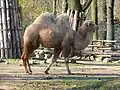 Trampeltier