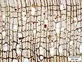 Querschnitt von Spirostachys africana