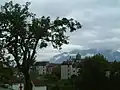 Trava di Lauco