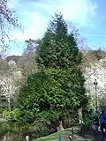 Riesen-Lebensbaum