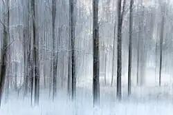 Bäume auf dem Myrstigen-Wanderweg im Winter in Brastad, Gemeinde Lysekil, Schweden Belichtungszeit 1/6 Sekunde