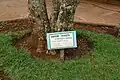 Ein Baum zu Ehren Husseins in Iten