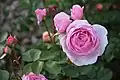 ‘Olivia Rose Austin’, David Austin, 2014