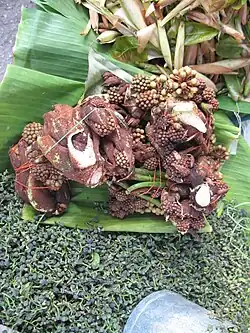 Trevesia palmata (junge Blütenstände und auch Blätter)