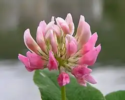 Schwedenklee (Trifolium hybridum)