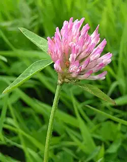 Wiesenklee