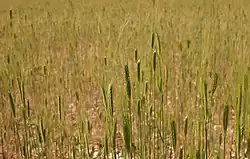 Feld