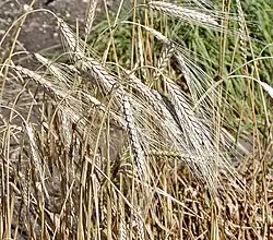 Feld