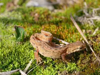 Männlicher Teichmolch (Triturus vulgaris)