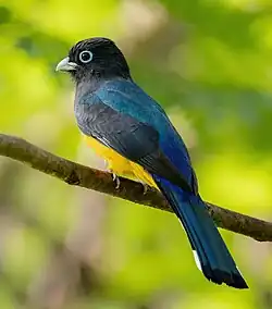 Männchen