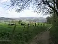 Der Tromm-Höhenzug von Groß-Breitenbach (Fohlenweide) aus: links das durch G2 durchtrümmerte Tromm-Granit-Gebiet im Bereich Schimmelberg – Kreidacher Höhe, in der Mitte im Hintergrund hinter dem Weiherer Tal die Buntsandsteinstufe bei Siedelsbrunn (Hardberg), rechts das Schollenagglomerat im Gebiet Götzenstein und Kisselbusch