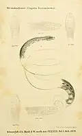 Tropidophis taczanowskyi