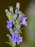 Blüte in Nahaufnahme