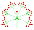 Schema eines Pleiochasium