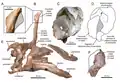 Fossilfund mit vertikalem Horn, was vermutlich durch eine Deformation des Fossils begründet ist.