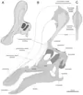 Moderne Interpretation des Schädelaufbaus.