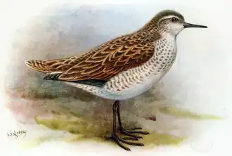 Kiritimati-Südseeläufer aus dem Buch Extinct Birds von Lionel Walter Rothschild, 1907