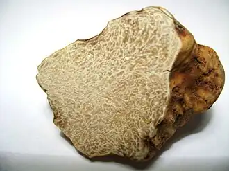 Weiße Trüffel Tuber magnatum