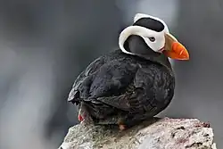 Gelbschopflund (Fratercula cirrhata)