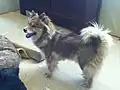 Haushund in wolf sable (Genotyp aw aw oder aw at oder aw a)