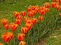 Tulpen (Zwiebelpflanze)