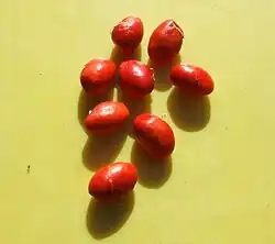 ausgereifte Samen.