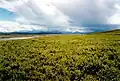 Wiesentundra in Alaska